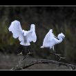 Aigrette garzettes